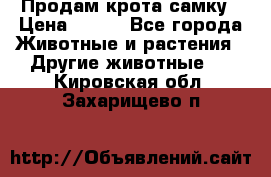 Продам крота самку › Цена ­ 200 - Все города Животные и растения » Другие животные   . Кировская обл.,Захарищево п.